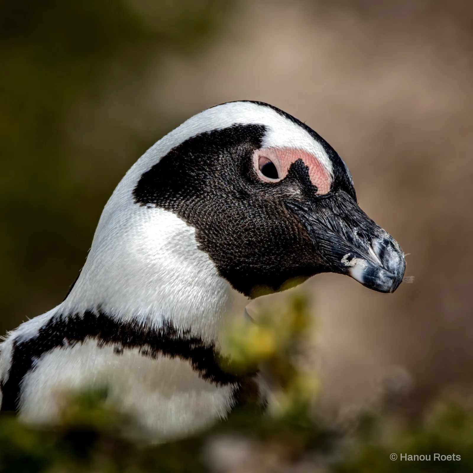 Close side profile of an African penguin’s head showing its pink eye patch, black face mask and white feathers against a soft brown background