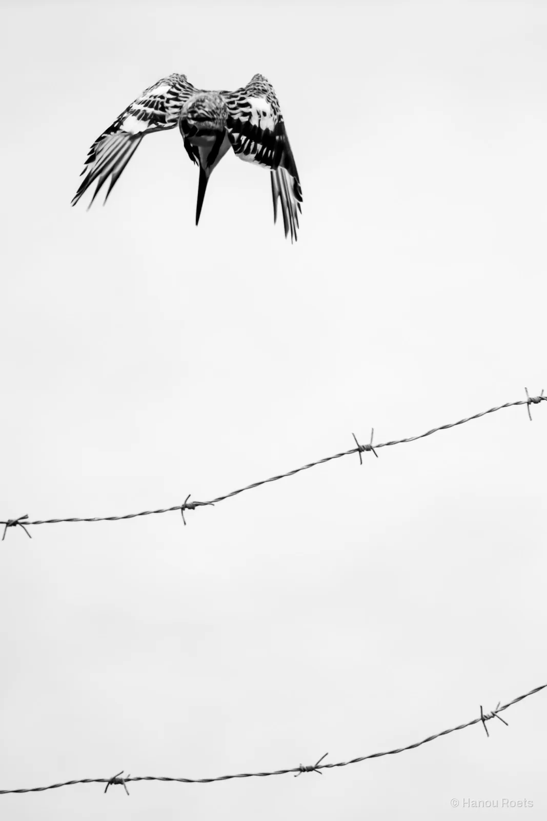 A black-and-white patterned bird diving in flight above two strands of barbed wire against a white sky.
