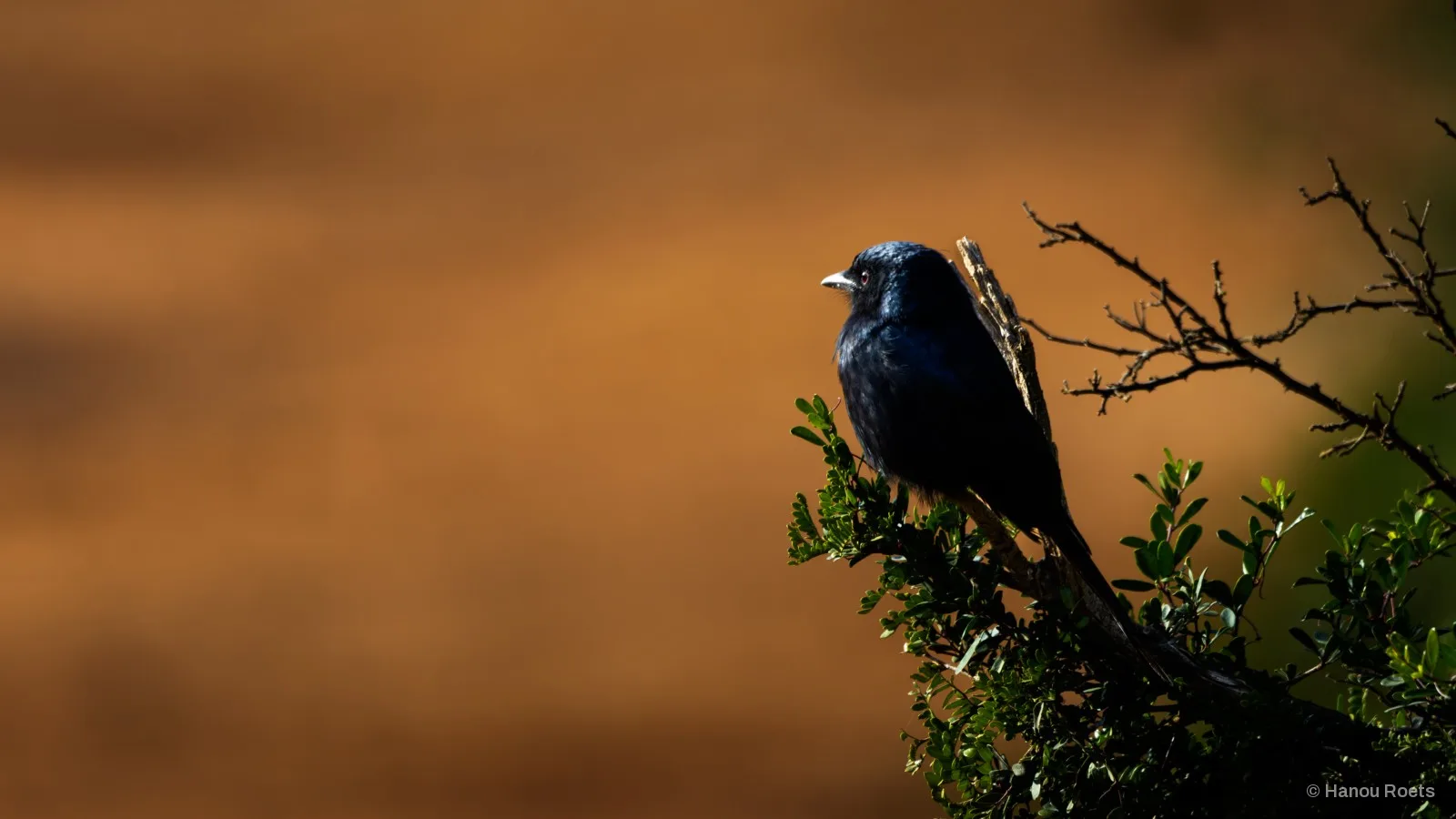 A glossy blue-black bird perched on a leafy branch tip, side-lit against a soft amber-brown background