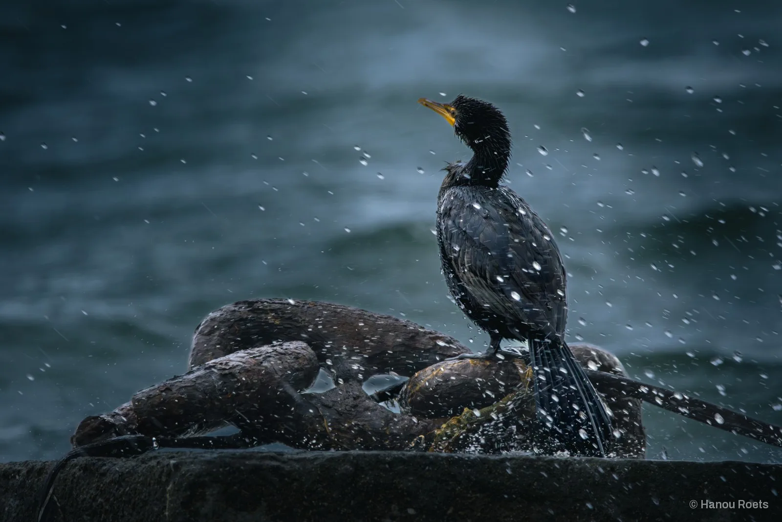 A dark, wet cormorant with a yellow bill standing on a thick rope coil on a stone ledge as droplets of spray fly around it against blue-grey sea