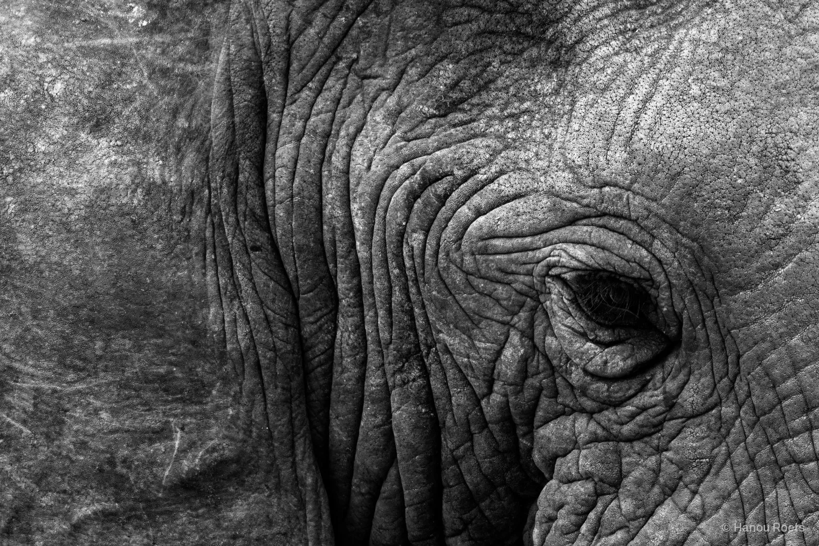 Tight close-up of an elephant’s half-closed eye surrounded by deep folds of wrinkled skin.