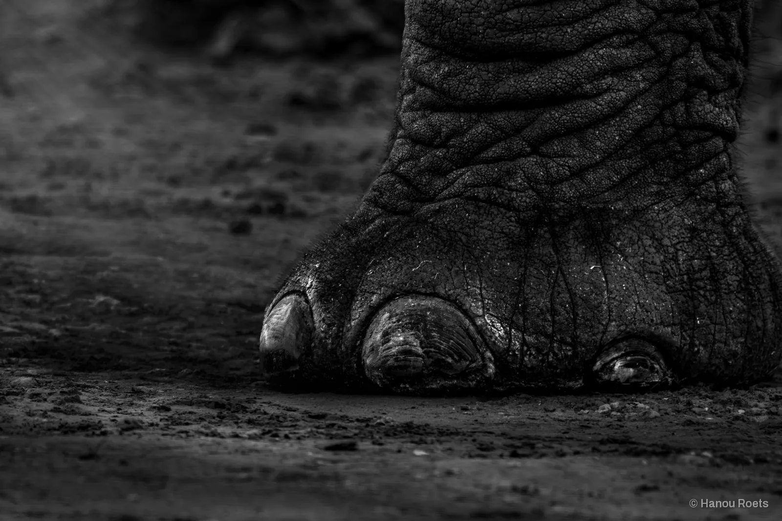 Low close-up of an elephant’s foot and toenails resting on dark sandy ground.