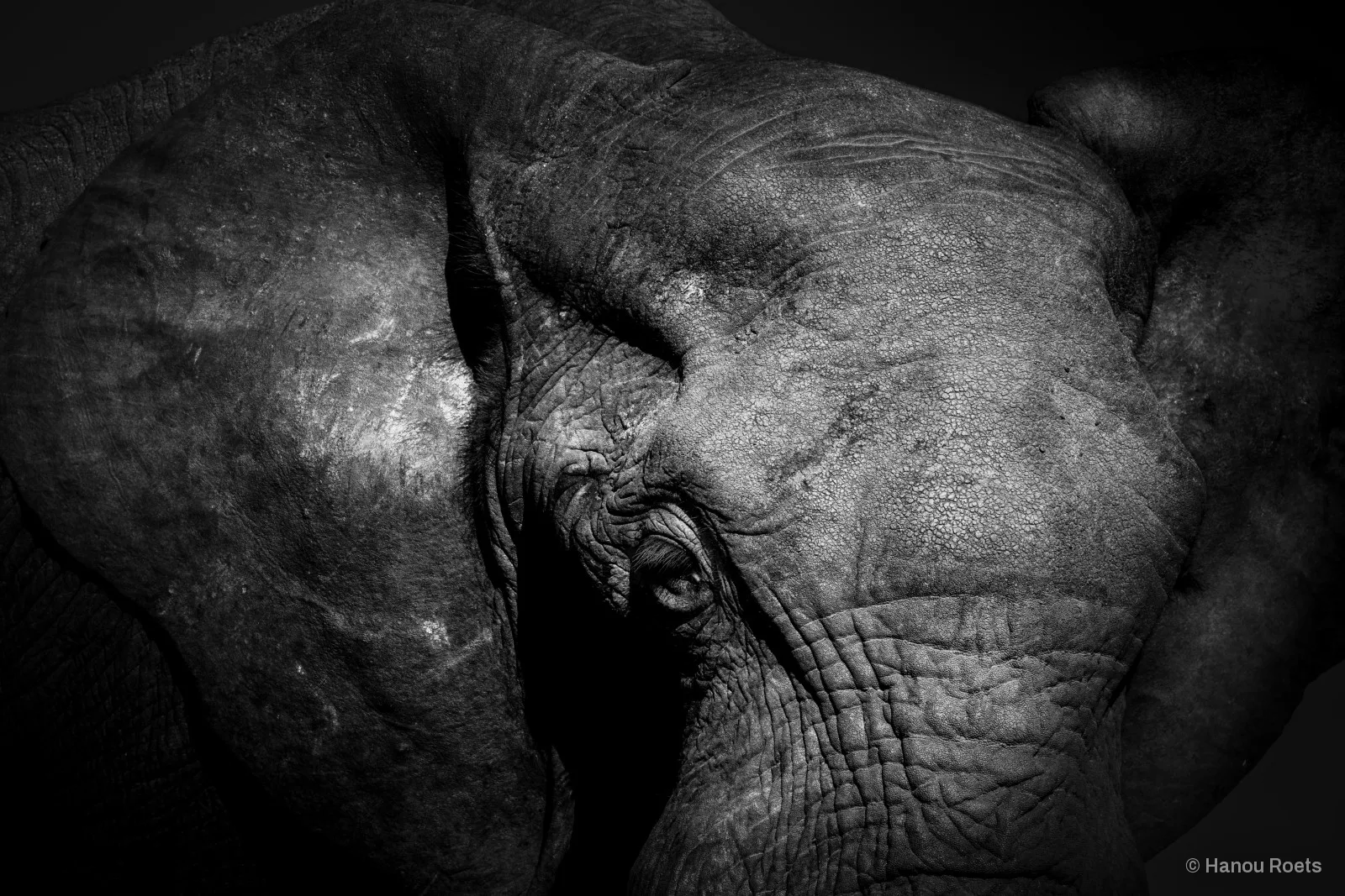Close-up of an elephant’s deeply wrinkled face and half-closed eye between its large ears, lit dramatically against black