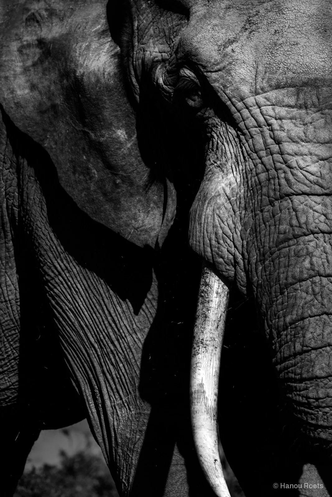 Close crop of an elephant’s wrinkled face and ear in hard light, one pale tusk curving down through deep shadow.