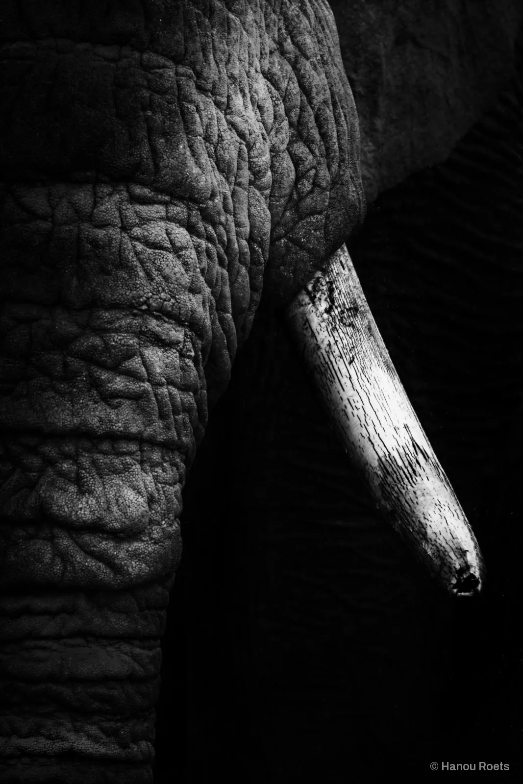 Close-up of an elephant’s wrinkled skin and a single tusk lit against black