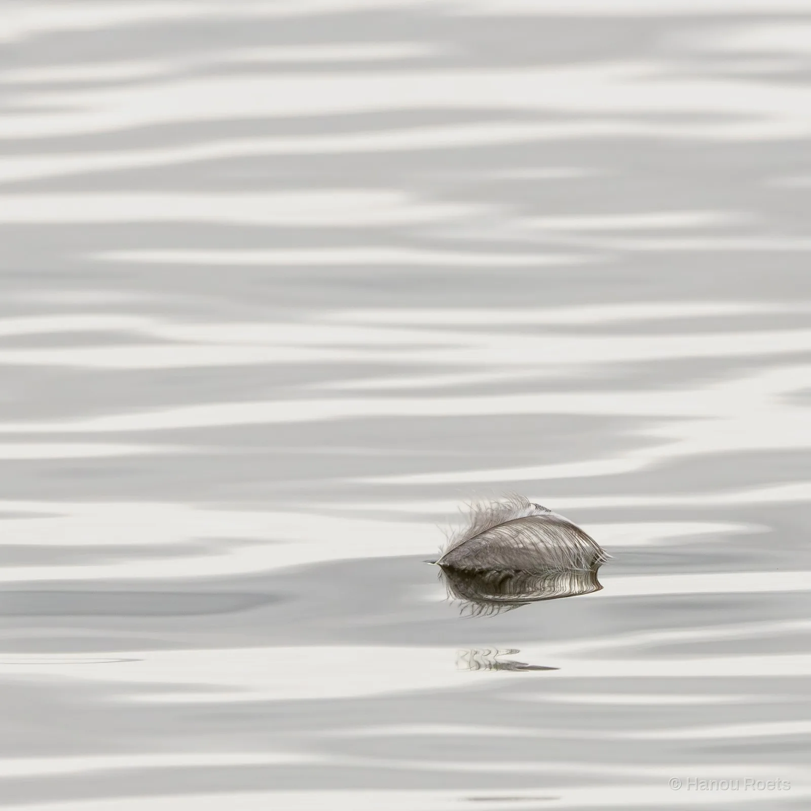 A single soft feather floats on silvery rippled water, its reflection mirrored below in a pale, almost white monochrome frame