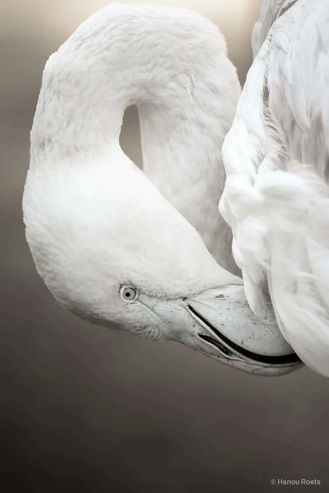 A white flamingo with its neck folded in a curve, bill tucked into soft feathers against a muted grey background.