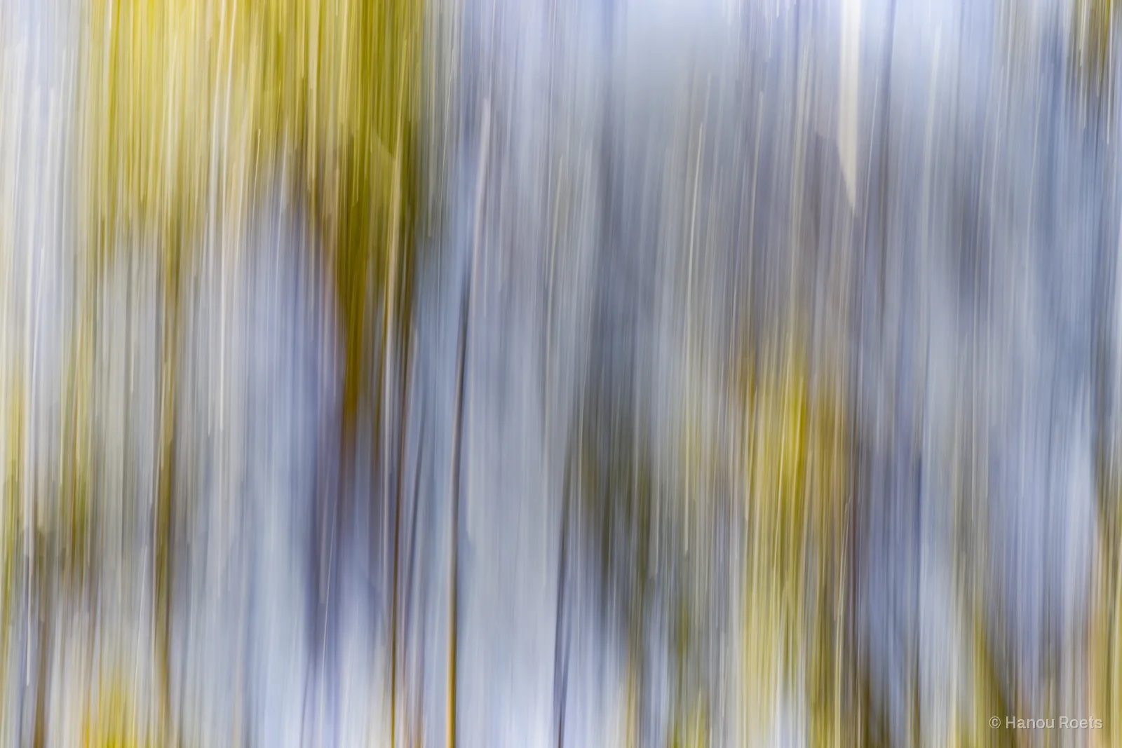 Tree trunks blurred into soft vertical streaks of lilac, grey and yellow-green by a moving camera