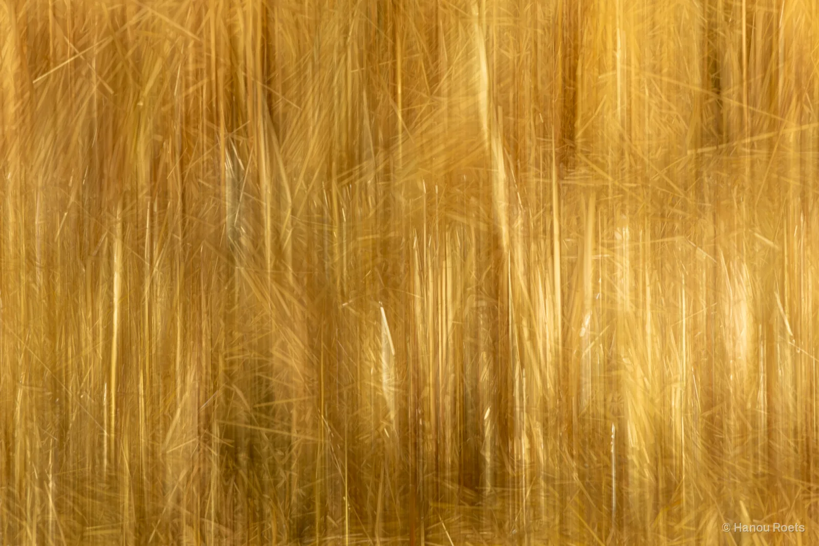 Tall golden grass blurred into vertical streaks of amber light by a moving camera