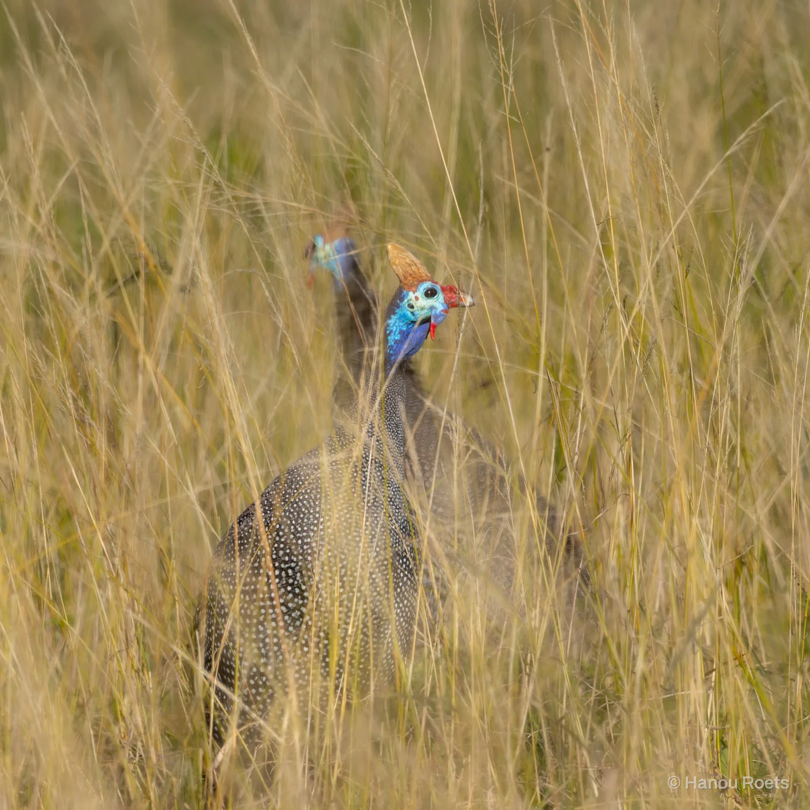 Two helmeted guineafowl with blue heads and spotted grey plumage half hidden among tall golden grass