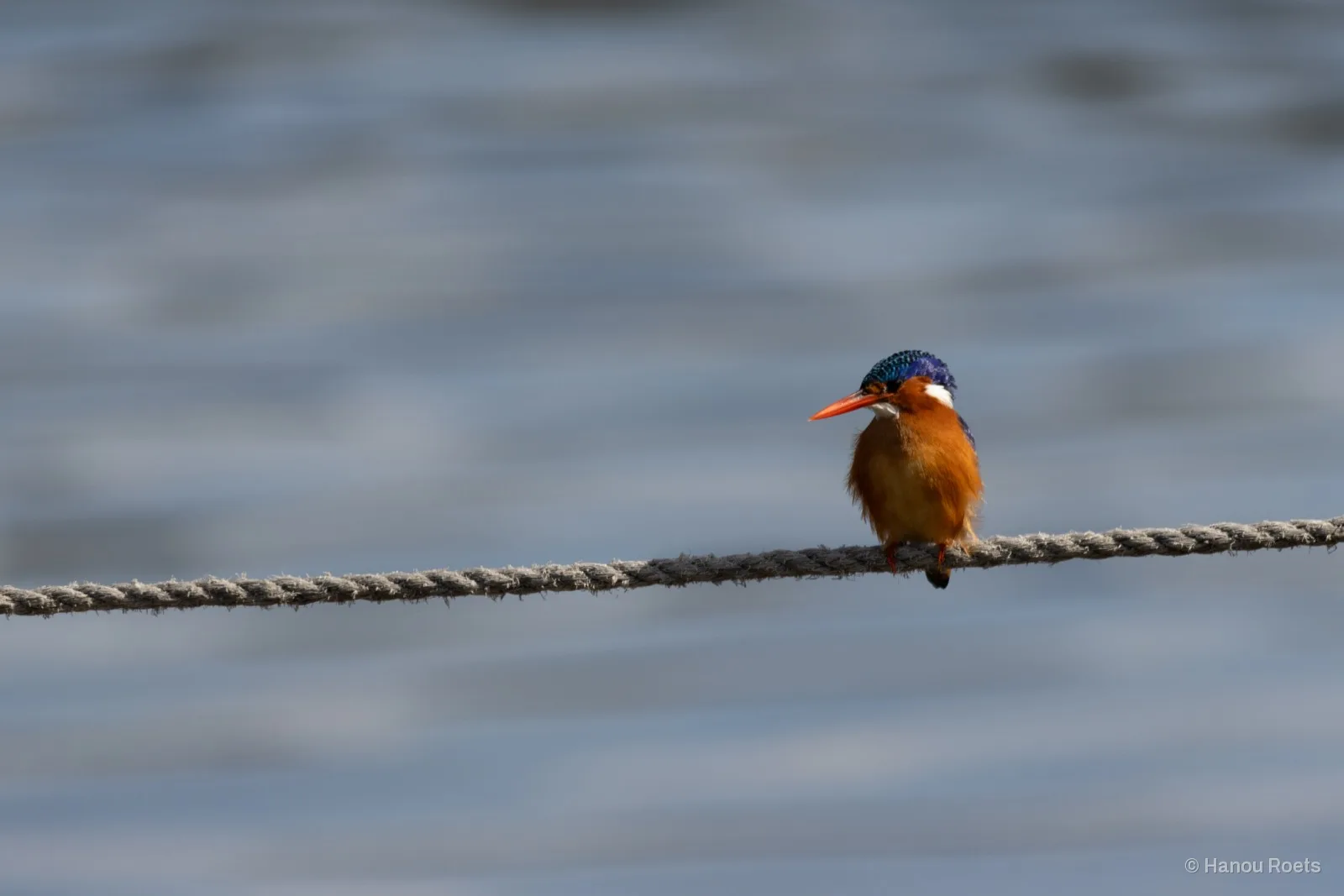 A small orange-breasted kingfisher with a blue crest sits on a frayed rope stretched across a frame of soft blue blurred water