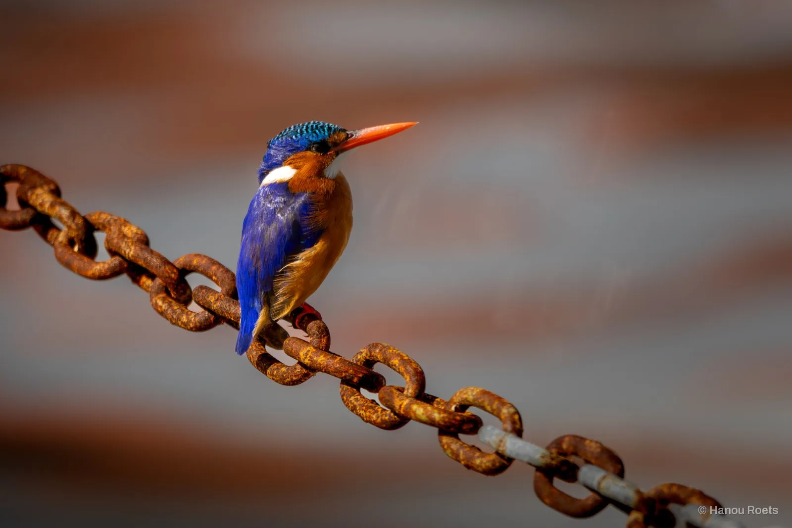 A small kingfisher with a blue back, orange breast and bright orange bill perches on a diagonal rusted chain against a soft blurred background