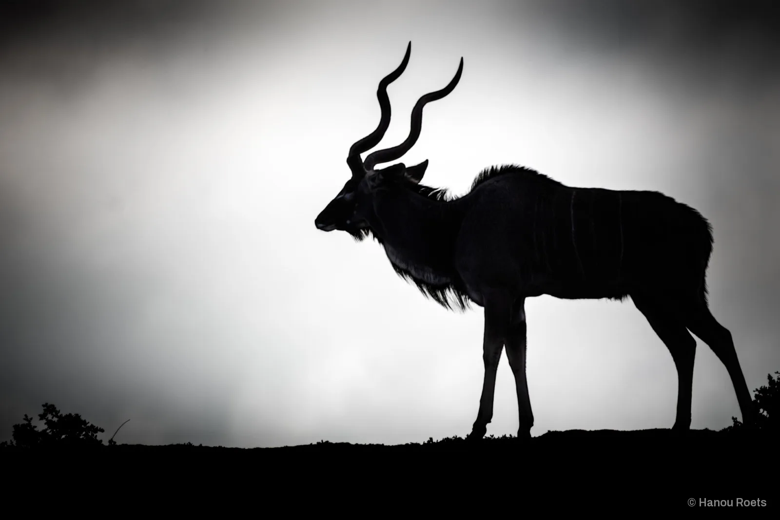 Silhouette of a kudu bull with long spiralling horns standing on a ridge against a pale, cloudy sky.