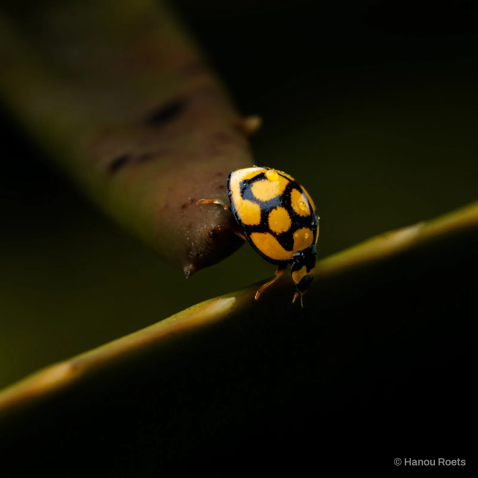 A yellow and black ladybird walking along a green stem in the dark