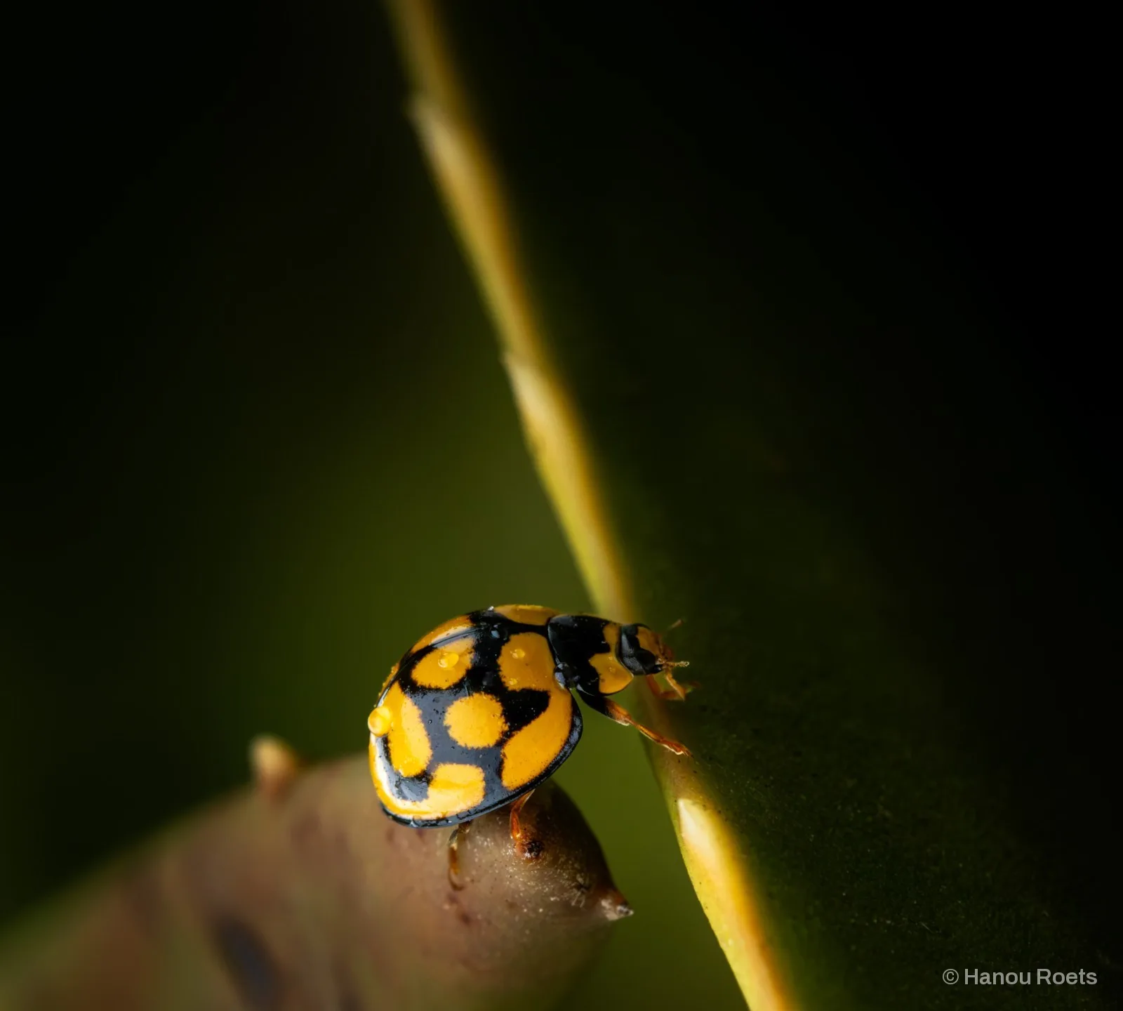 A yellow and black spotted ladybird with water droplets on its shell climbs from a brown stem tip onto a green leaf edge against a dark green background