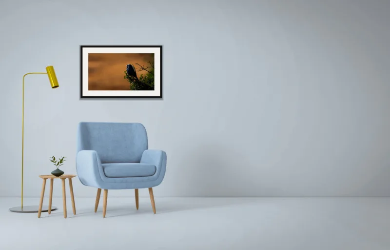 Amber perch shown framed as an A2 print, above a pale blue armchair on a grey wall