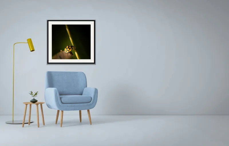 Climber shown framed as an A2 print, above a pale blue armchair on a grey wall