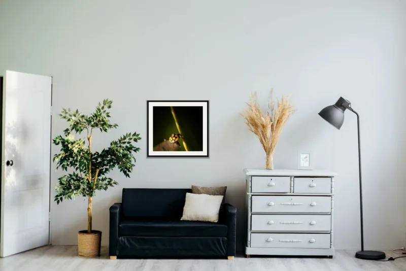 Climber shown framed as an A2 print, above a black two-seater between a potted tree and a chest of drawers