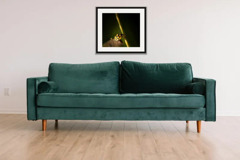 Climber shown framed as an A3 print, above a green velvet sofa against a white wall