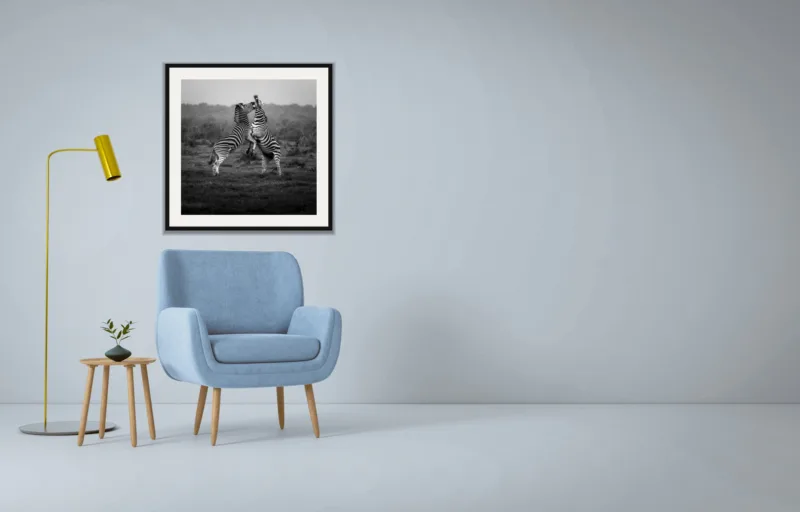 Sparring shown framed as an A2 print, above a pale blue armchair on a grey wall