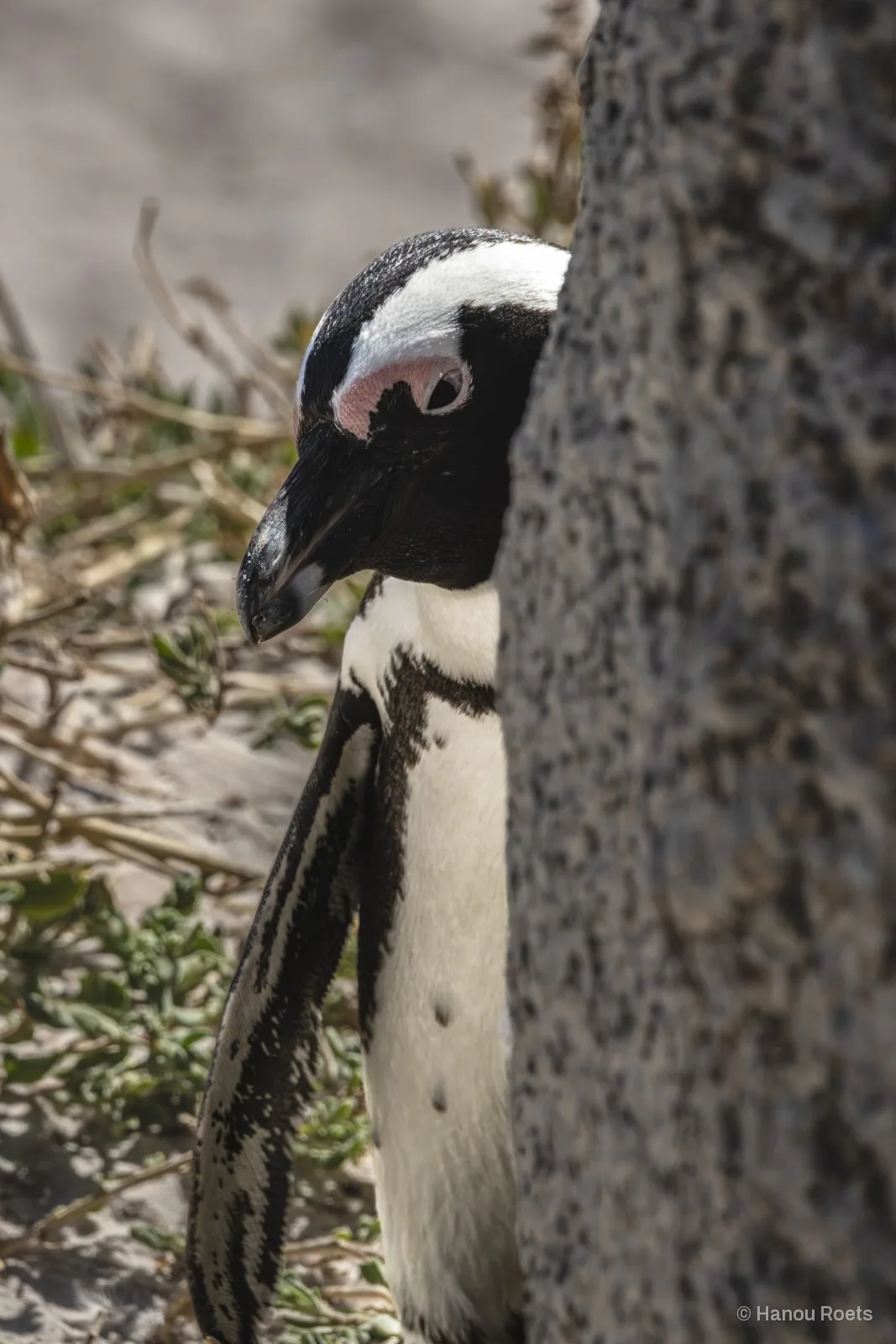 An African penguin peering out from behind a large speckled granite boulder, head bowed, with dry coastal shrubs and sand behind it