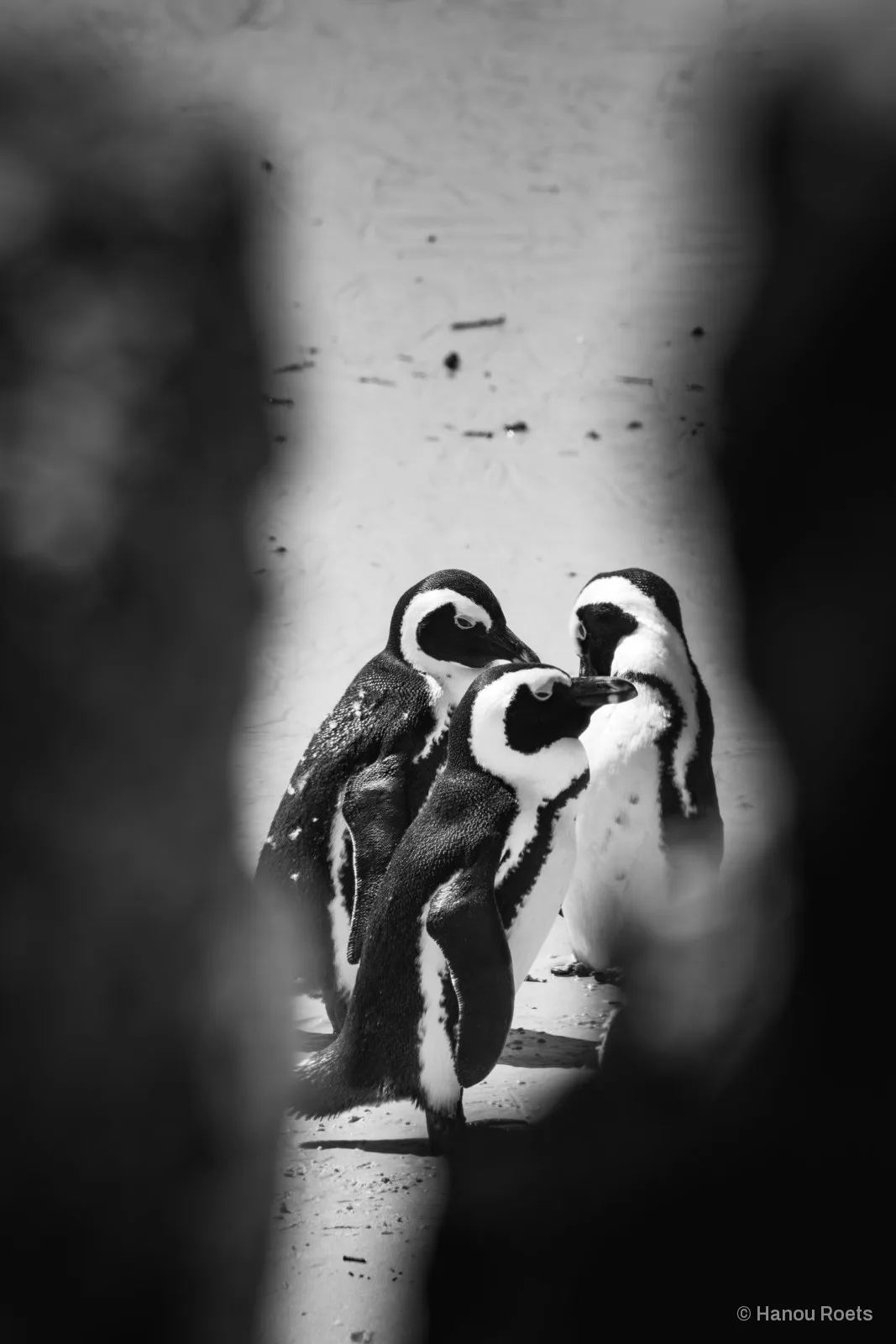 Three penguins standing together on pale sand, framed through a soft dark gap between out-of-focus rocks