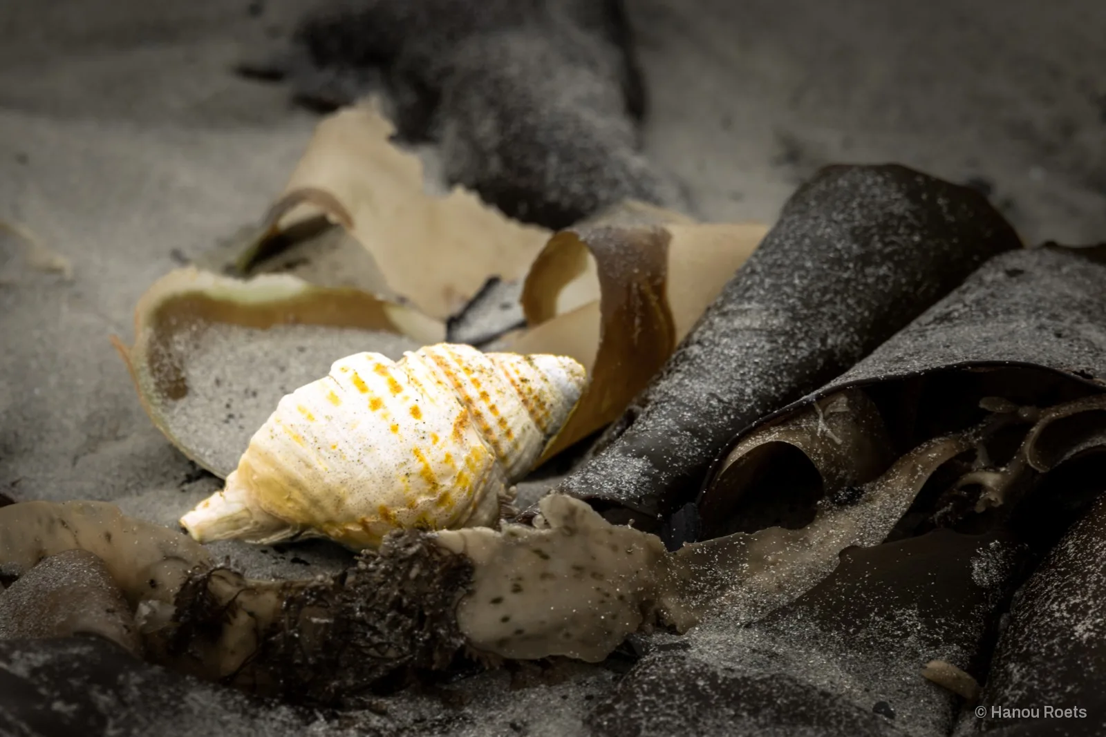 A pale ridged sea shell with orange flecks rests among curled, sand-dusted kelp on grey beach sand, the surroundings nearly desaturated