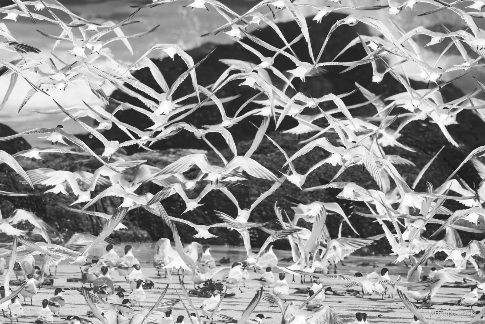 A dense flock of terns bursting into flight over a beach, white wings criss-crossing in front of dark rocks and breaking surf