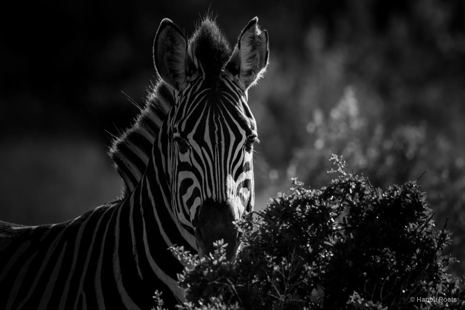 A zebra facing the camera with its mane and ears rim-lit against a dark background, a leafy bush in the foreground