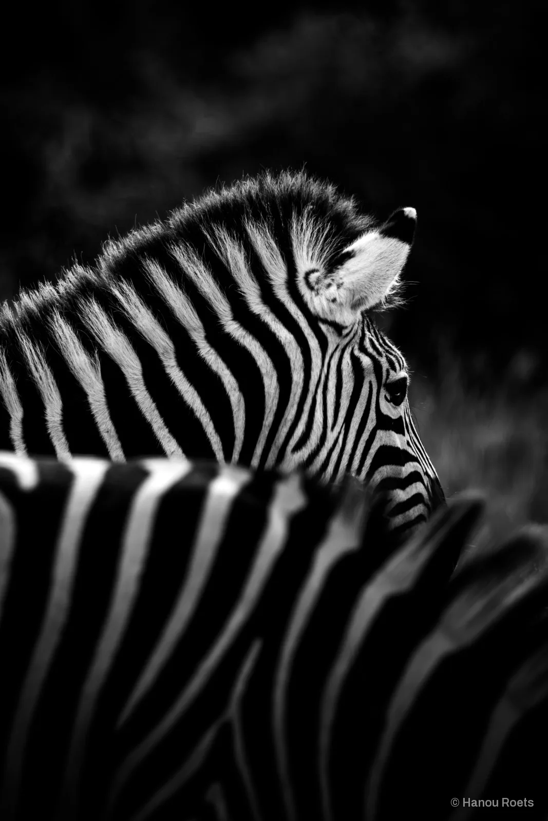 A zebra foal’s head and mane rising behind another zebra’s striped back