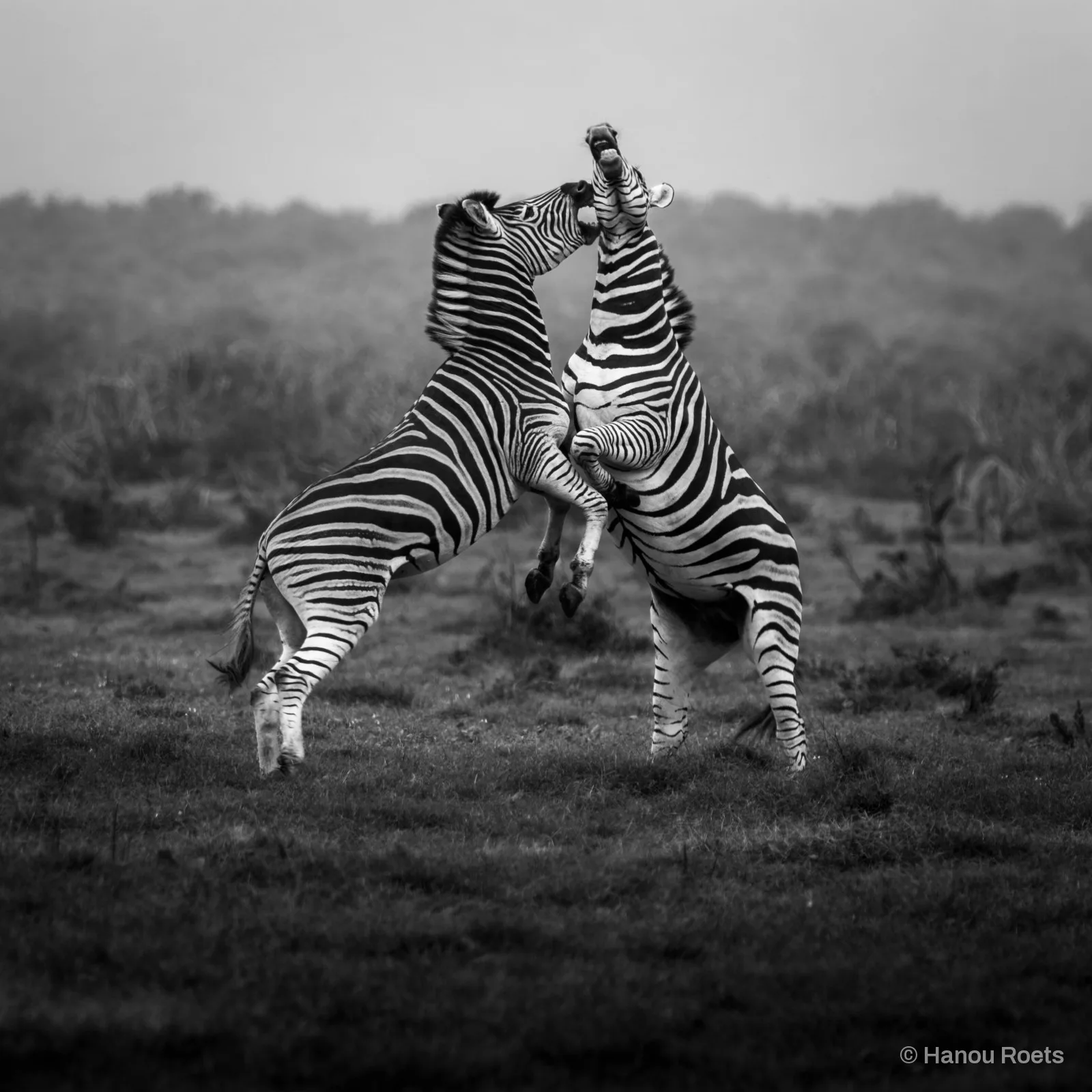Two zebras rearing up on their hind legs and biting at each other on a misty grassy plain.